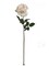 12-Pack: Champagne Queen Anne Rose Stems with Lifelike Silk Foliage - Perfect for Bouquets, Floral Arrangements & Home Decor - Floral Home by Artificial Flowers